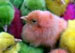 colored chicks on display