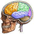 medpics -- brain and skull